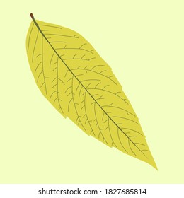 macro realista hoja de otoño amarilla en una ilustración vectorial de fondo amarillo-verde claro