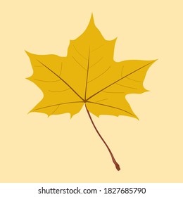 Realistic macro autumn yellow maple leaf on a light yellow background vector illustration
