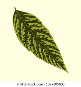 Realistic macro yellow-green leaf on a light yellow background vector illustration