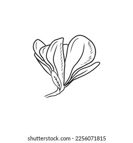 Realistic magnolia flower bud with leaf in black isolated on white background. Hand drawn vector sketch illustration in doodle engraved vintage outline style. Spring blooming, blossom, botanical,