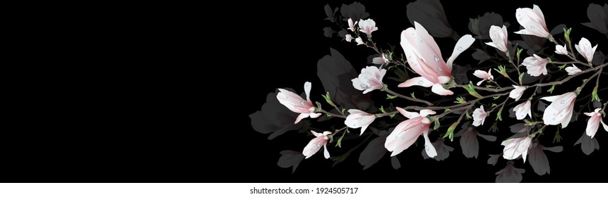 realistic magnolia flower, with water drops, a symbol of spring. decorative branch isolated on a black background. 3d illustration with space for text. minimalistic design for web, banner. widescreen