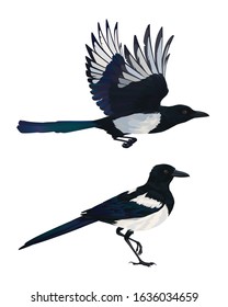 Realistic magpie flying and sitting. Colorful vector illustration of intelligent bird Eurasian Magpie in hand drawn realistic style isolated on white background. Element for your design, print. Pica.