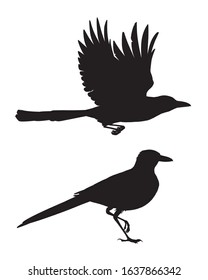 Realistic magpie flying and sitting. Monochrome vector illustration of black silhouettes of intelligent bird Eurasian Magpie isolated on white background. Element for your design, print, artwork.