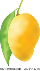 Realistic Mango Fruit Vector Illustration 