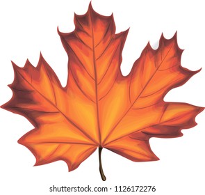 Realistic  maple leaf isolated on white.