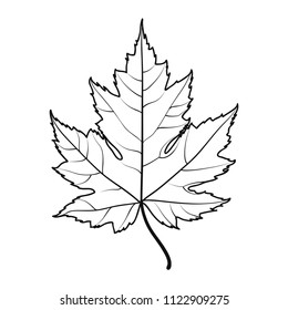 realistic maple leaf line drawing