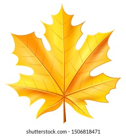 Realistic maple yellow leaf on a white background.
