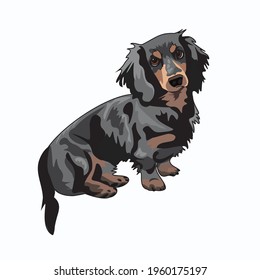 
Realistic Marble Dachshund Drawn Vector Graphic