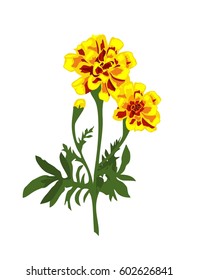 Realistic marigold flowers isolated on the white background