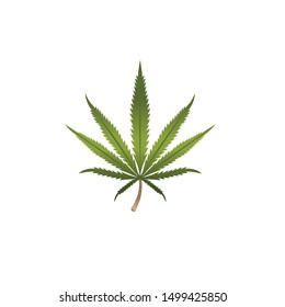 Realistic marijuana leaf illustration design vector format