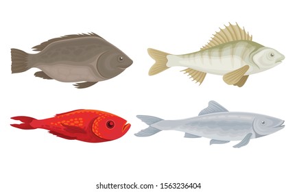 Realistic Marketable Fish Vector Set. Various Sorts of Fresh Fish Collection