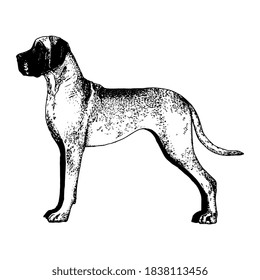 Realistischer Mastiff Hund. Hunderasse - Vektorgrafik