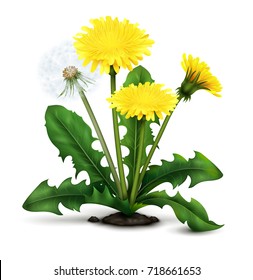 Realistic meadow dandelion flowers and fluff with leaves on white background vector illustration