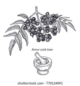 Realistic medical plant Amur cork tree, mortar and pestle. Vintage engraving. Vector illustration art. Black and white. Hand drawn of branch of tree. Alternative medicine series.