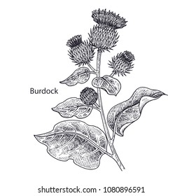 Realistic medical plant Burdock. Vintage engraving. Vector illustration art. Black and white. Hand drawn of flower. Alternative medicine series.