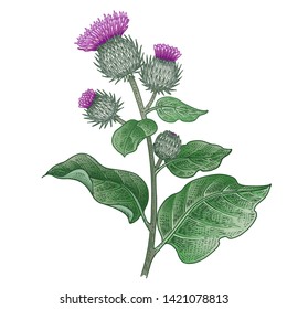 Realistic medical plant Burdock. Vintage engraving. Vector illustration art. Color sketch. Hand drawn of flower. Alternative medicine series.