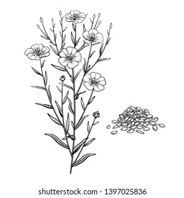 Realistic medicinal plant Flax. Branch, flowers, leaves and seeds. Vintage engraving. Vector illustration. Black and white. Hand drawn of medical herb. Alternative medicine series.