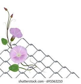 Realistic metal grid with convolvulus flower, corner.