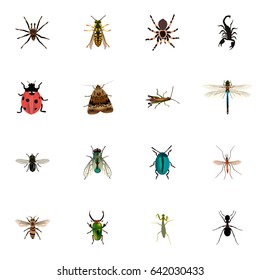 Realistic Midge, Bug, Damselfly And Other Vector Elements. Set Of Animal Realistic Symbols Also Includes Emmet, Beetle, Gnat Objects.