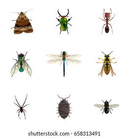 Realistic Midge, Damselfly, Butterfly And Other Vector Elements. Set Of Bug Realistic Symbols Also Includes Moth, Bug, Dragonfly Objects.
