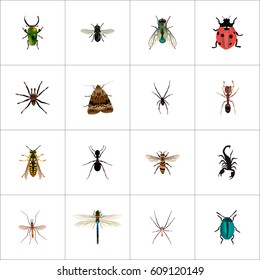 Realistic Midge, Emmet, Ant And Other Vector Elements. Set Of Hexapod Realistic Symbols Also Includes Wisp, Beetle, Gnat Objects.