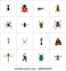 Realistic Midge, Emmet, Ladybird And Other Vector Elements. Set Of Bug Realistic Symbols Also Includes Tarantula, Locust, Ant Objects.