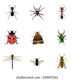 Realistic Midge, Insect, Damselfly And Other Vector Elements. Set Of Animal Realistic Symbols Also Includes Dragonfly, Ladybird, Ladybug Objects.