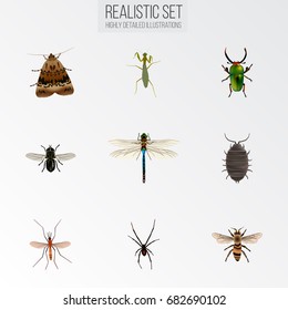 Realistic Midge, Insect, Damselfly And Other Vector Elements. Set Of Insect Realistic Symbols Also Includes Midge, Arachnid, Grasshopper Objects.