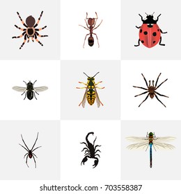 Realistic Midge, Ladybird, Poisonous And Other Vector Elements. Set Of Insect Realistic Symbols Also Includes Fly, Spider, Damselfly Objects.