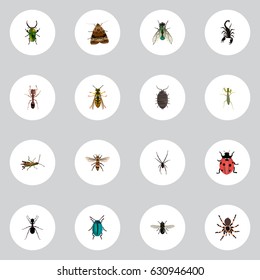 Realistic Midge, Poisonous, Spinner And Other Vector Elements. Set Of Bug Realistic Symbols Also Includes Grasshopper, Arachnid, Jewel Objects.