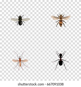 Realistic Midge, Wasp, Ant And Other Vector Elements. Set Of Insect Realistic Symbols Also Includes Beetle, Ant, Gnat Objects.