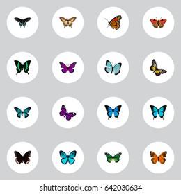 Realistic Milkweed, Common Blue, Butterfly And Other Vector Elements. Set Of Moth Realistic Symbols Also Includes Bluewing, Beautiful, Moth Objects.