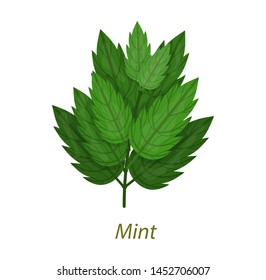 Realistic mint leaf healthy medicinal plant white isolated. Mint leaves natural aroma product flavoring. Use in food, pharmaceutical industry, perfumery, medicine, cosmetology, cooking vector