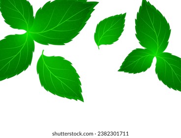 Realistic mint leaf on a white background. Freshness concept. Vector illustration