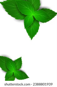 Realistic mint leaf on a white background. Freshness concept. Vector illustration