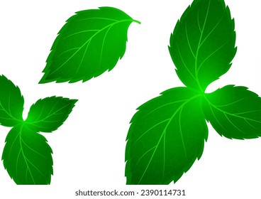 Realistic mint leaf on a white background. Freshness concept. Vector illustration