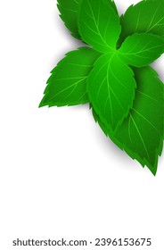Hoja de menta realista sobre fondo blanco. El concepto de frescura. Ilustración del vector