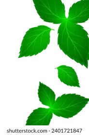 Realistic mint leaf on a white background. Freshness concept. Vector illustration