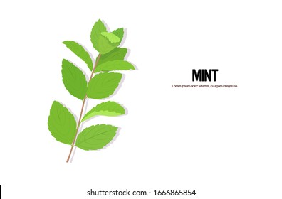 realistic mint twig tasty fresh green leaves healthy food concept horizontal copy space vector illustration