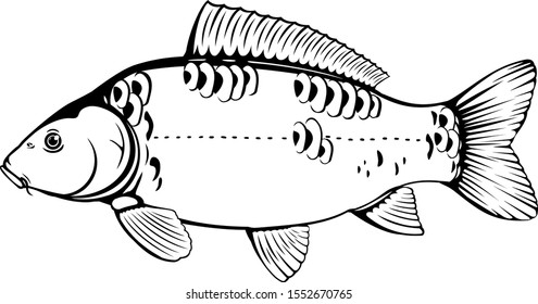 Realistic mirror carp fish in black and white isolated illustration, one freshwater fish on side view