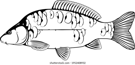 Pescado de carpa espejo realista en ilustraciones aisladas en blanco y negro, un pez de agua dulce a la vista, pesca comercial y recreativa