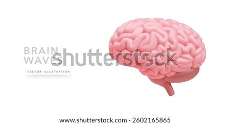 Realistic model of brain isolated on white background. Vector illustration