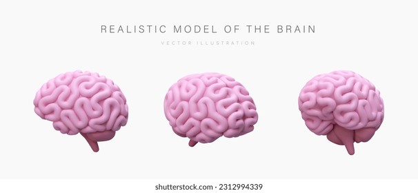 Realistic model of human brain. Pink cerebrum, view from different sides. Illustration in cartoon style. Vector concept for training, medical resources