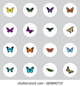 Realistic Monarch, Bluewing, Morpho Hecuba And Other Vector Elements. Set Of Beauty Realistic Symbols Also Includes Tiger, Moth, Bluewing Objects.