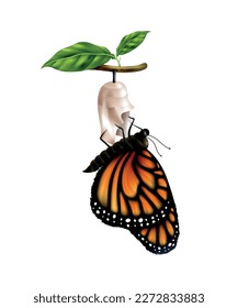 Realistic monarch butterfly life cycle stage with adult sitting on cocoon vector illustration