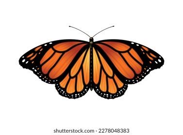 Realistic monarch butterfly with open wings vector illustration