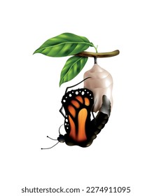 Realistic monarch life cycle stage with butterfly emerging from cacoon vector illustration