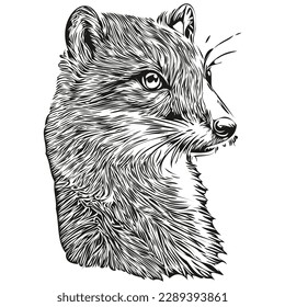 Vector mongoso realista, ilustración animal de mano Mongosis
