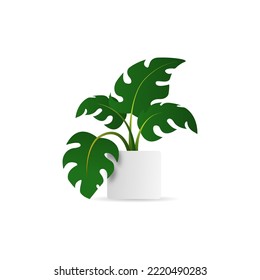 realistic monstera plant vector design