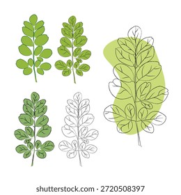 Ilustraciones realistas de la rama de la moringa, sistema limpio del Vector ideal para el empaquetado, la etiqueta y el diseño del producto, Ilustración vectorial de las hojas de moringa, en un fondo limpio, ilustración de la rama del árbol de moringa con las frutas y las hojas, formato de EPS, esquema que dibuja la rama de la moringa